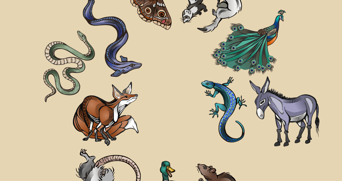 Animal illustrations